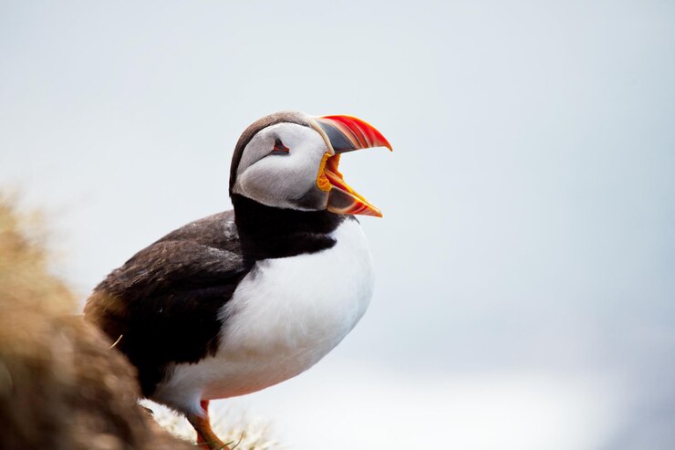 Free Photo puffin