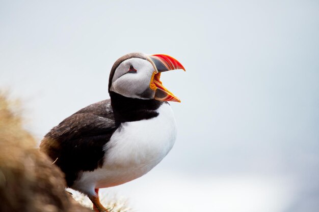 Puffin