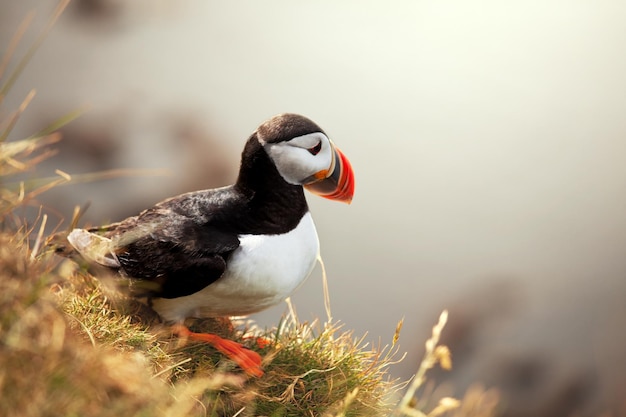 Free photo puffin