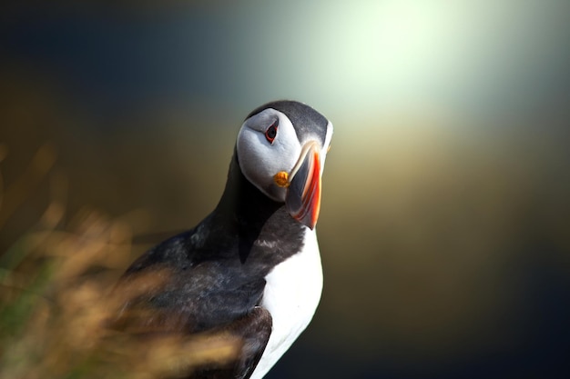 Free photo puffin