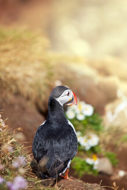 Puffin