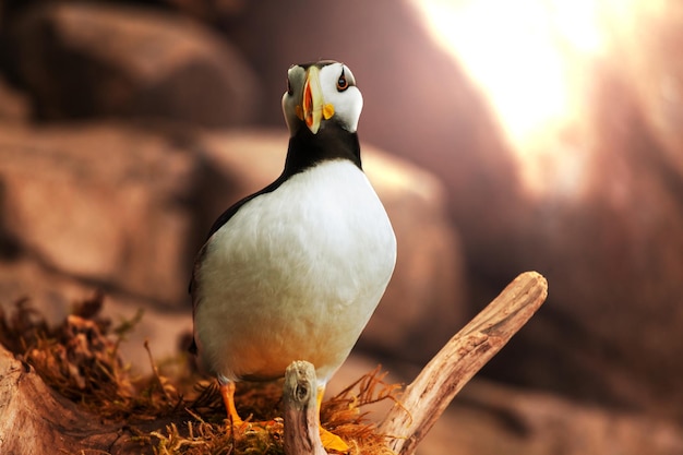 Puffin