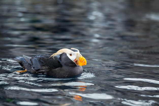 Puffin