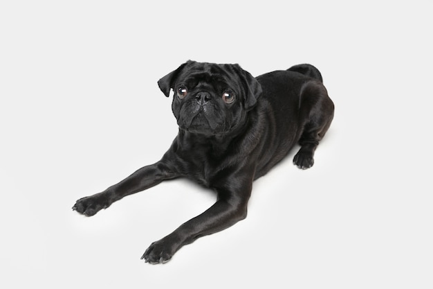 Pug-dog companion is posing. Cute playful black doggy or pet playing isolated on white studio background