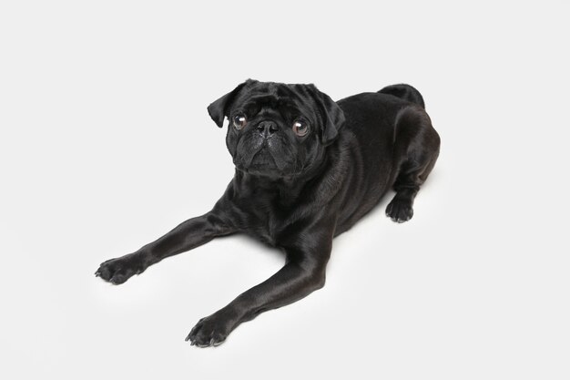 Pug-dog 동반자가 포즈를 취하고 있습니다. 흰색 스튜디오 배경에 고립 귀여운 장난 검은 강아지 또는 애완 동물 연주