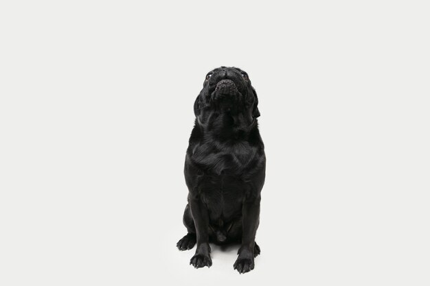 Pug-dog companion is posing. Cute playful black doggy or pet playing isolated on white studio wall. Concept of motion, action, movement, pets love. Looks happy, delighted, funny.