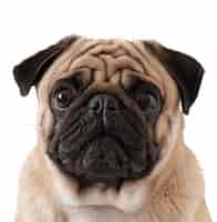 Free photo pug dog isolated on a white background