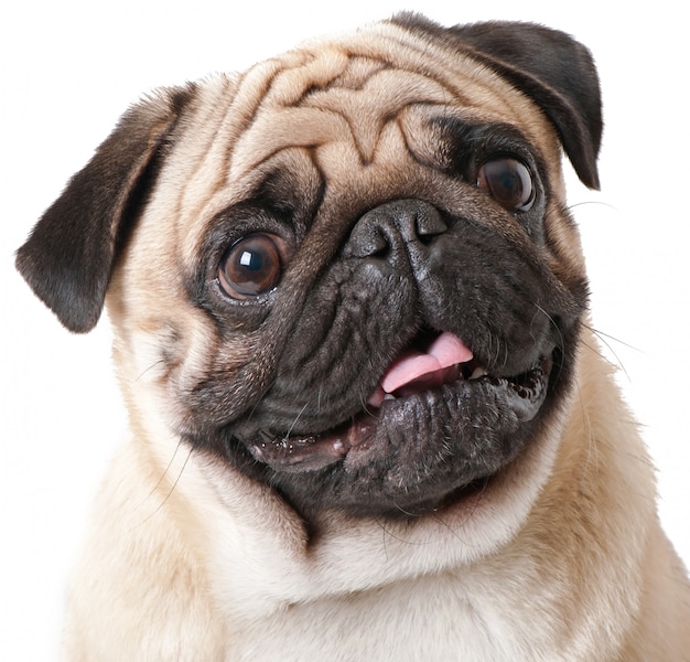 Pug dog isolated on a white background