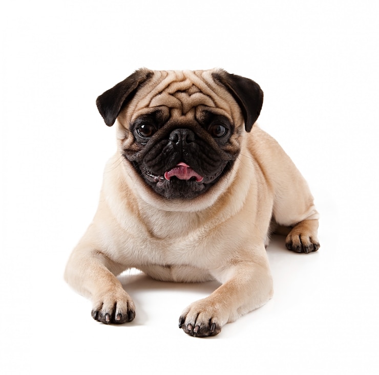 Free Photo pug dog isolated on a white background