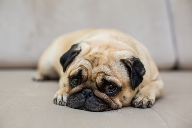 パグは自然な寄木細工の床で休んでいます、疲れたモップ犬は床に横たわっています、上面図