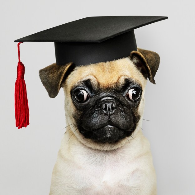 Pug puppy academic