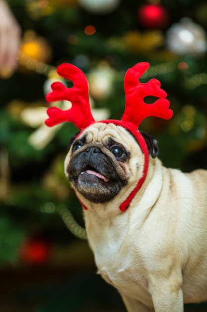 アカシカの角を持つパグ。幸せな犬。クリスマスのパグ犬。クリスマスムード。アパートの犬。