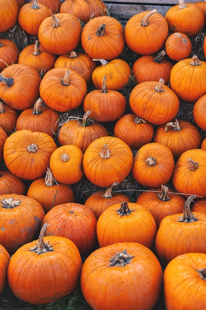 Pumpkin autumnal background with many pumpkins. Closeup