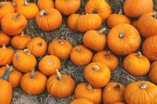 Pumpkin autumnal background with many pumpkins. Closeup