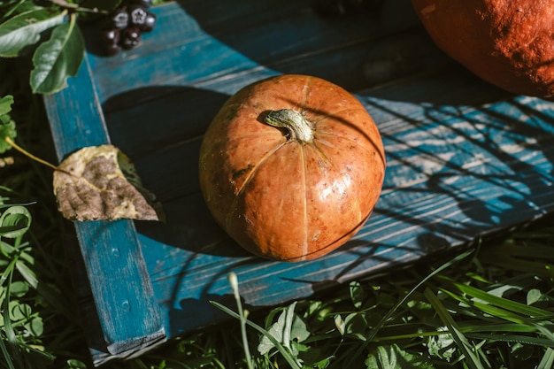 Pumpkin with autumn leaves in the grass