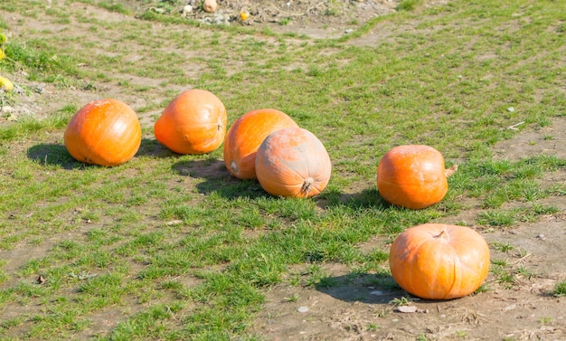 草の上で隣同士のカボチャ