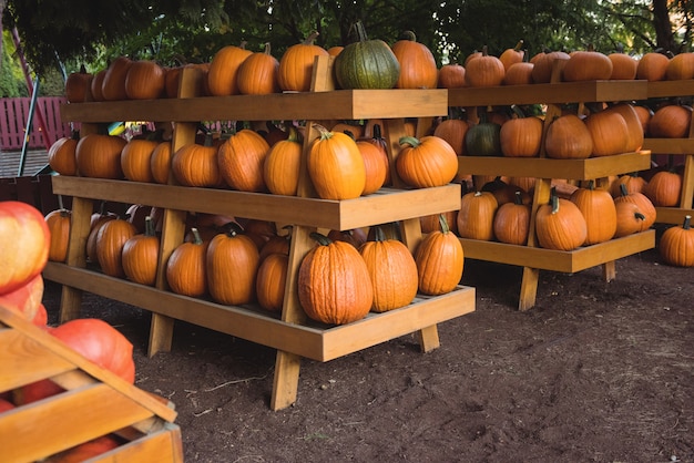 Free photo pumpkins for sale