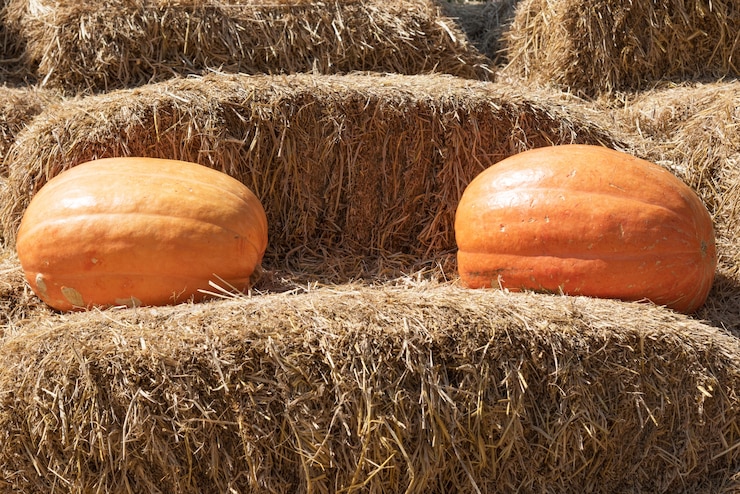 Free Photo pumpkins on the straw