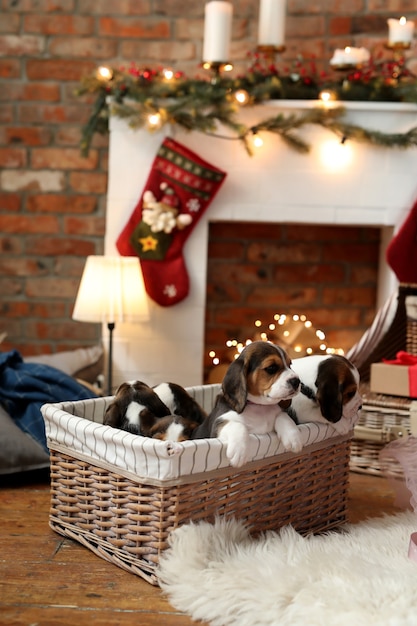 Puppies in a basket