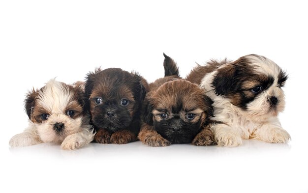 自然の中にとどまる3匹の小さな犬 プレミアム写真 自然の中にとどまる3匹の小さな犬 プレミアム写真