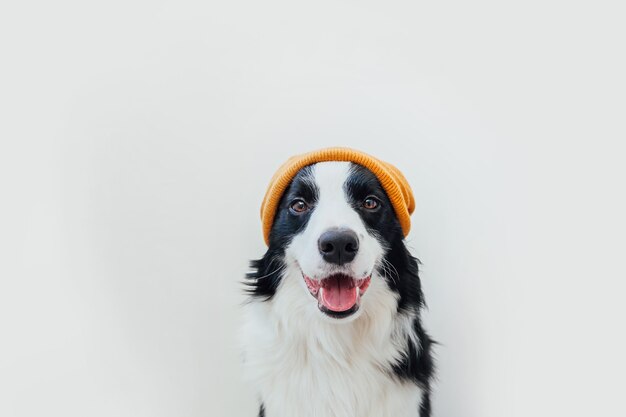 暖かいニットの服を着ている子犬ボーダーコリー白い背景で隔離の黄色い帽子 プレミアム写真 暖かいニットの服を着ている子犬ボーダーコリー白い背景で隔離の黄色い帽子 プレミアム写真