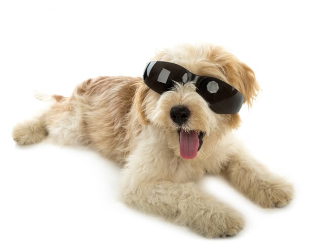 Puppy dog in the glass isolated on  white background