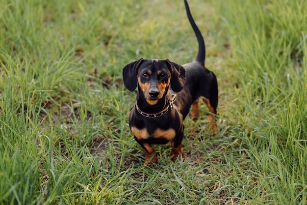 Dachshund