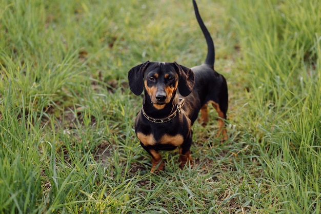 Free photo puppy on the grass