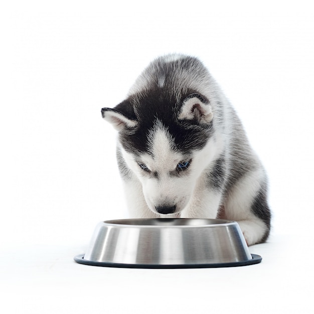 Puppy of little gray siberian husky dog smelling and drinking water from rounded silver plate. Furry, carried puppy looking at plate, playing . isolate on white. Lovely pet.