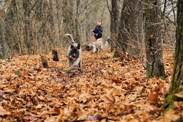 子犬は冬の森を背景に明るい黄色の葉を駆け抜けます。アメリカンアキタ犬と一緒に公園を散歩