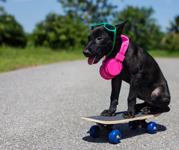 子犬、スケートボードに