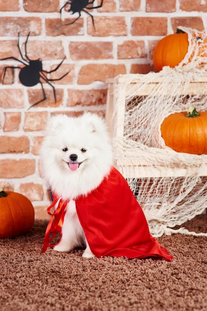 Free photo puppy wearing a halloween costume