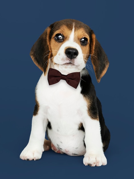 Free photo puppy with bow tie