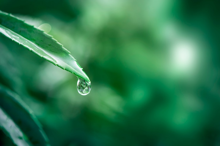 Free Photo pure water in nature