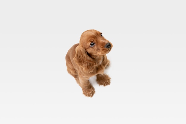 Pure youth crazy. English cocker spaniel young dog is posing. Cute playful white-braun doggy or pet is playing and looking happy isolated on white background. Concept of motion, action, movement.