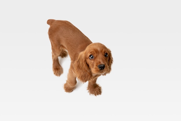 Pure youth crazy. English cocker spaniel young dog is posing. Cute playful white-braun doggy or pet is playing and looking happy isolated on white background. Concept of motion, action, movement.