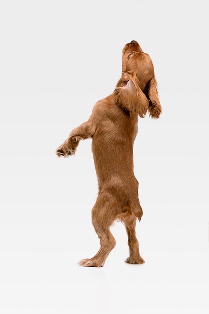 クレイジーな純粋な若者。イングリッシュコッカースパニエルの若い犬がポーズをとっています。
