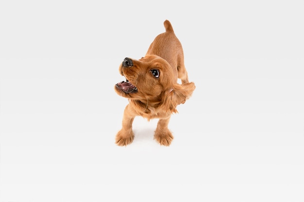 Pure youth crazy. English cocker spaniel young dog is posing.