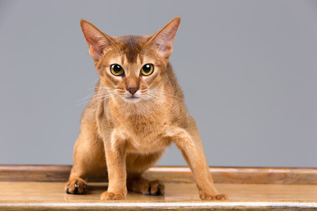 Чистокровный абиссинский портрет молодой кошки
