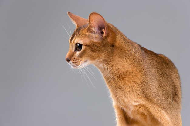 Purebred abyssinian young cat portrait