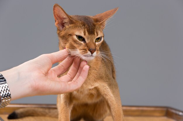 純血種のアビシニアンの若い猫のポートレート