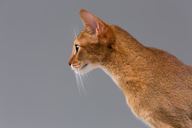 Free photo purebred abyssinian young cat portrait