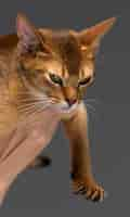 Free photo purebred abyssinian young cat portrait