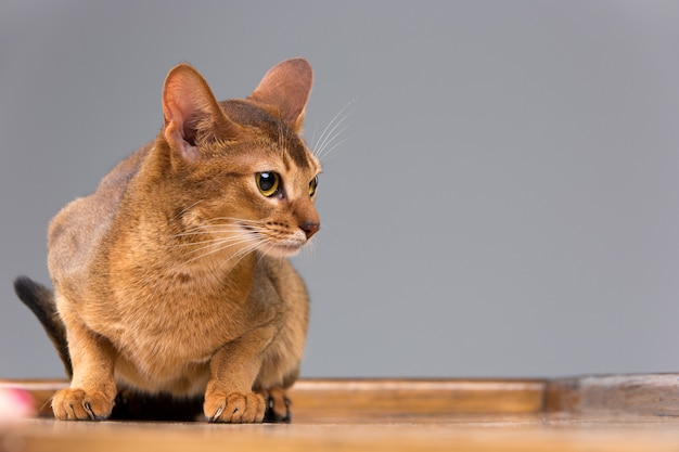 純血種のアビシニアンの若い猫の肖像画