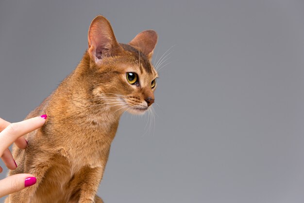 Purebred abyssinian young cat portrait