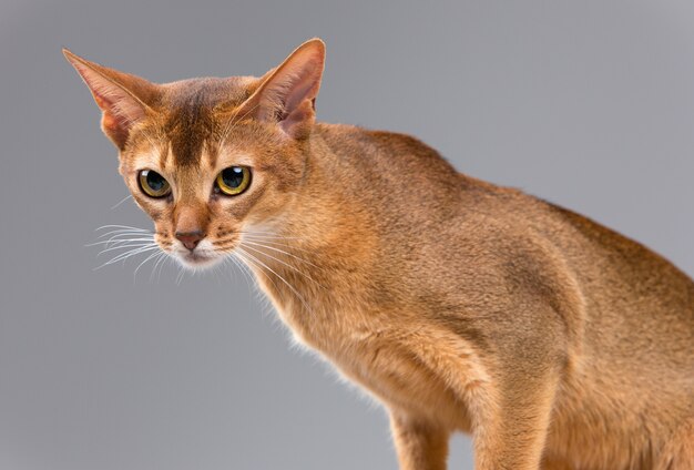 Purebred abyssinian young cat portrait