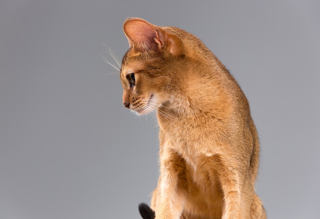純血種のアビシニアンの若い猫の肖像画