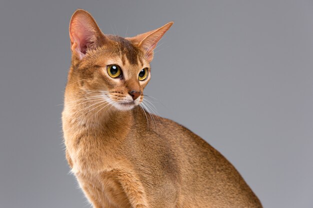 純血種のアビシニアンホワイトスペースに分離されました 分離されたかわいい遊び心のある子猫 プレミアム写真
