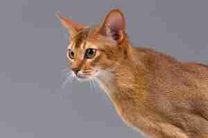 Free photo purebred abyssinian young cat portrait