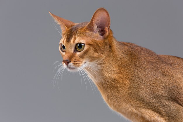 Purebred abyssinian young cat portrait